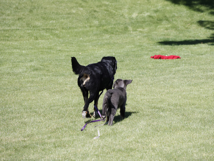 chinook dog